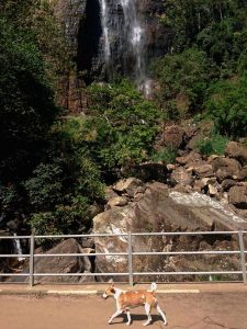 Wasserfall_bearbeitet-1